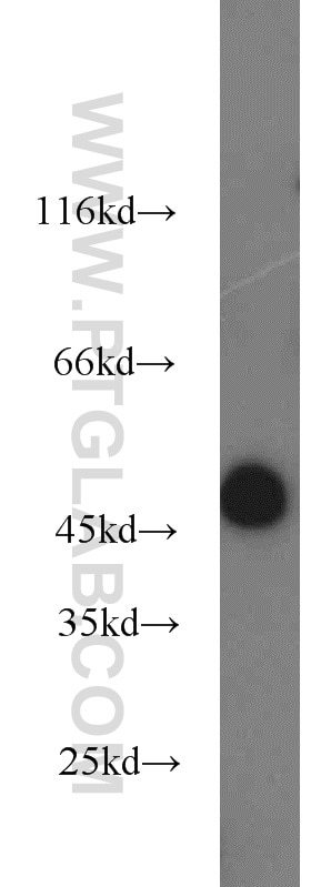 Western Blot (WB) analysis of mouse testis tissue using SPRED2 Polyclonal antibody (24091-1-AP)