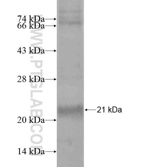 SPRR1A fusion protein Ag19280 SDS-PAGE