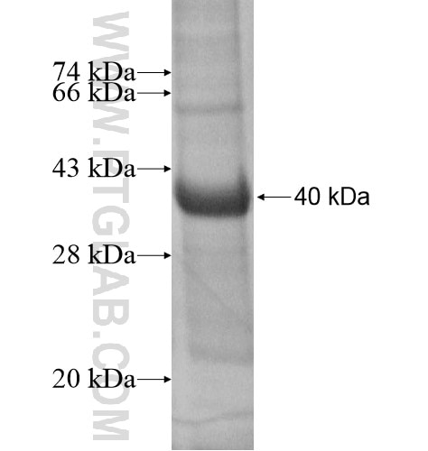 SPRR1B fusion protein Ag2563 SDS-PAGE