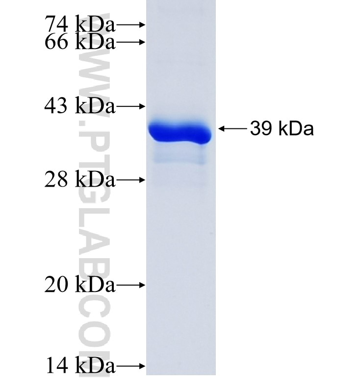 SPRR2A fusion protein Ag23537 SDS-PAGE