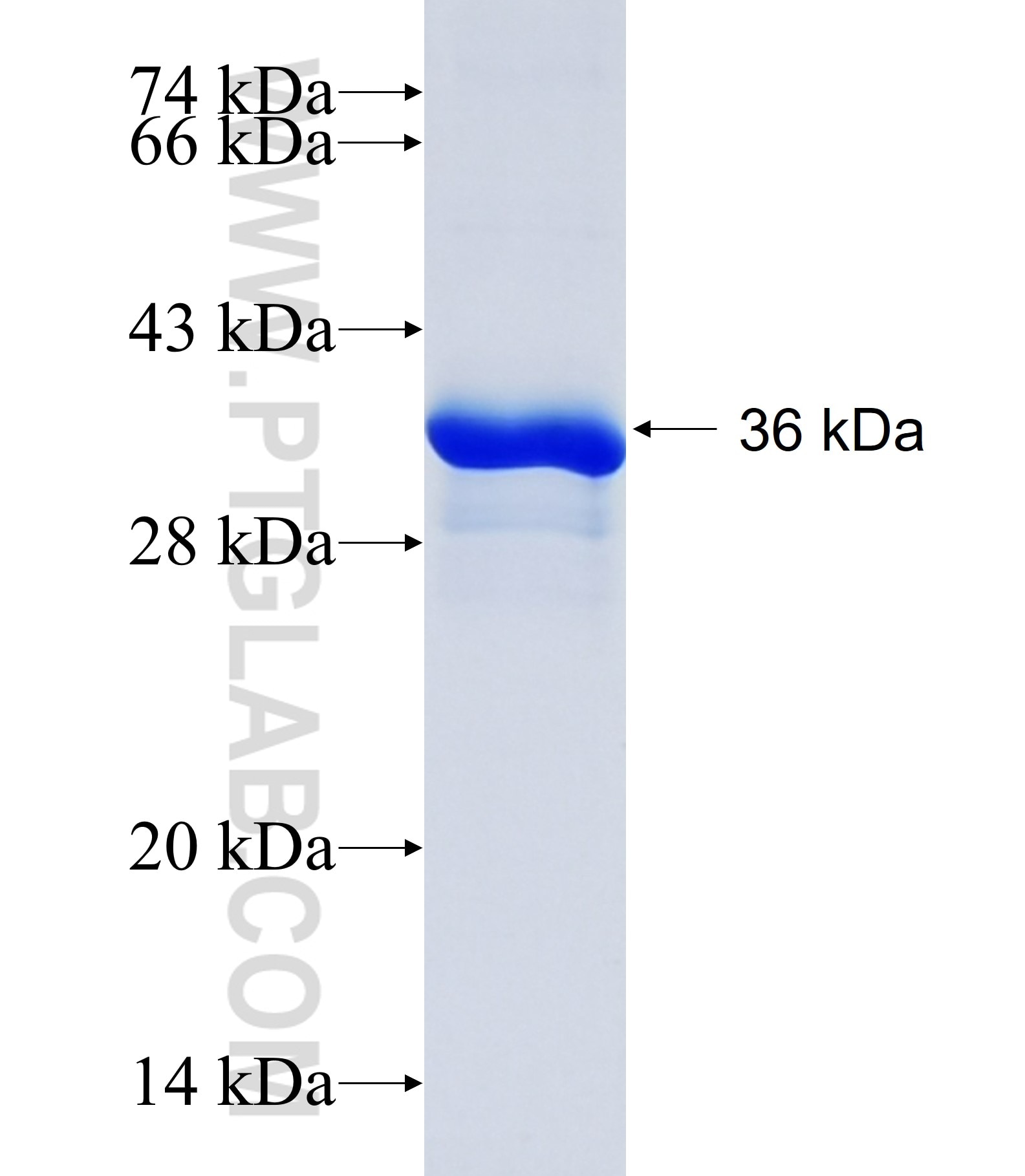 SPRR2A fusion protein Ag23537 SDS-PAGE