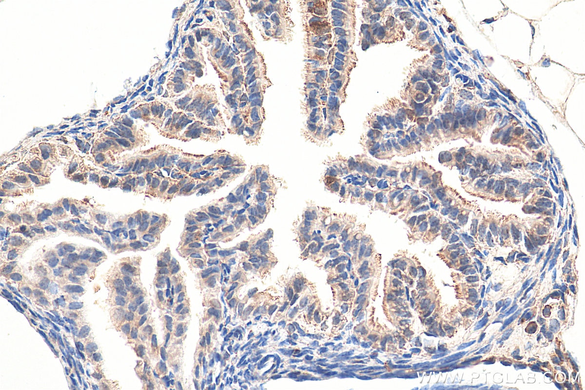 Immunohistochemistry (IHC) staining of mouse ovary tissue using SPRR2F Polyclonal antibody (24648-1-AP)