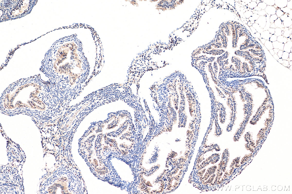 Immunohistochemistry (IHC) staining of mouse ovary tissue using SPRR2F Polyclonal antibody (24648-1-AP)