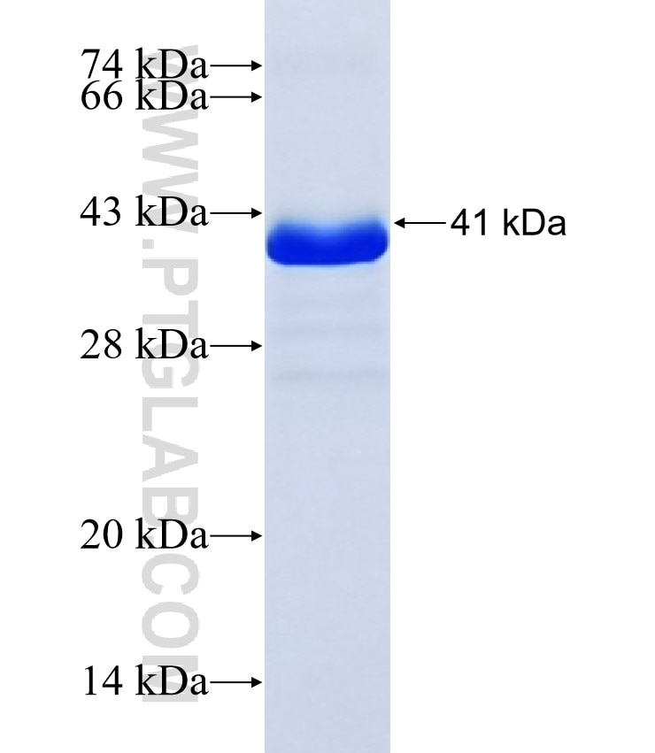 SPRR2G fusion protein Ag38052 SDS-PAGE