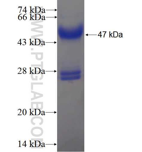 SPRR3 fusion protein Ag2337 SDS-PAGE