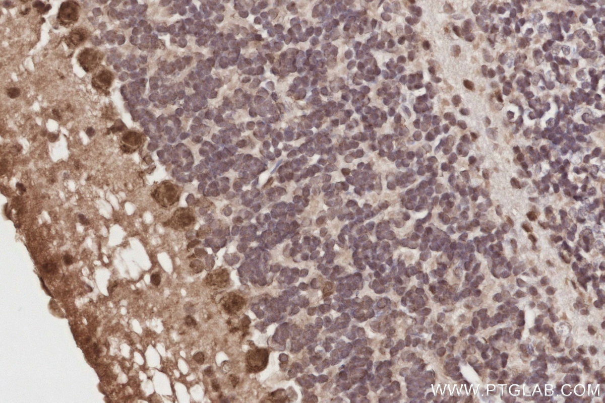IHC staining of mouse cerebellum using 24850-1-AP (same clone as 24850-1-PBS) Immunohistochemistry (IHC) staining of mouse cerebellum tissue using Spartan Polyclonal antibody (24850-1-AP)