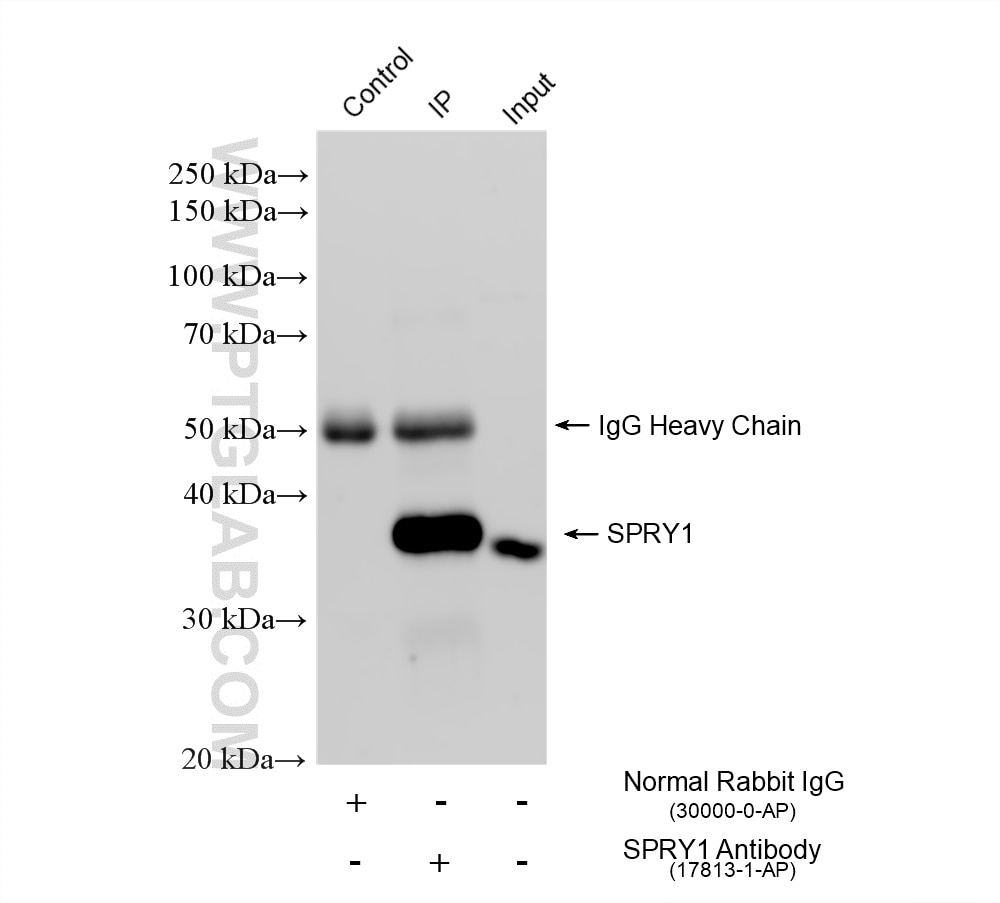 Immunoprecipitation (IP) experiment of HT-29 cells using SPRY1 Polyclonal antibody (17813-1-AP)