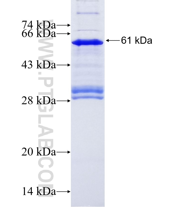 SPRY1 fusion protein Ag12129 SDS-PAGE