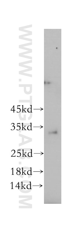 Western Blot (WB) analysis of COLO 320 cells using SPRY3 Polyclonal antibody (17932-1-AP)