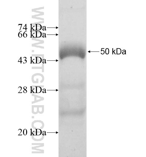 SPRY3 fusion protein Ag12364 SDS-PAGE
