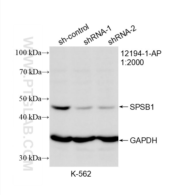 Western Blot (WB) analysis of K-562 cells using SPSB1 Polyclonal antibody (12194-1-AP)
