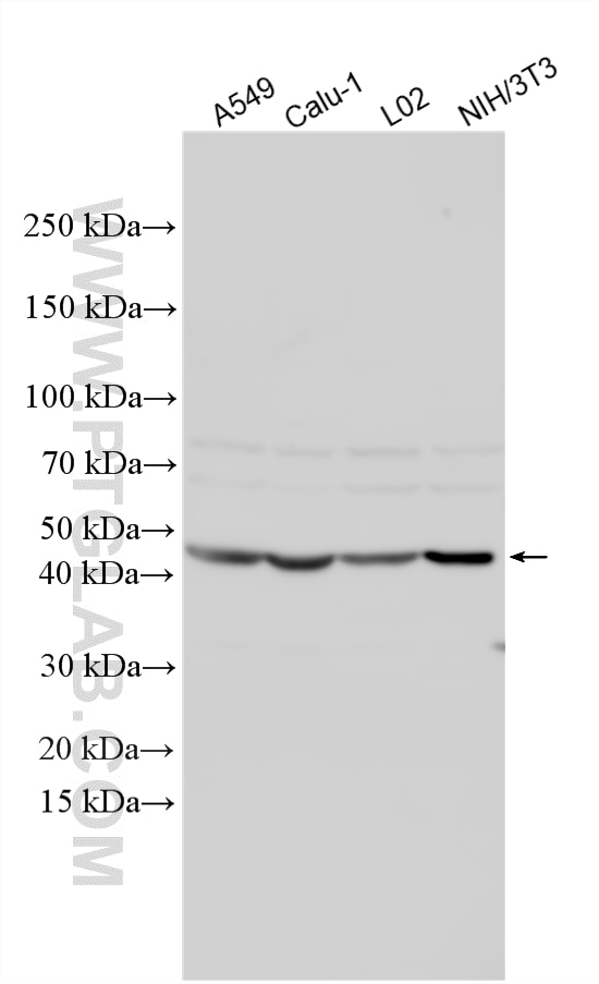Western Blot (WB) analysis of various lysates using SPSB1 Polyclonal antibody (12194-1-AP)