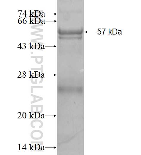 SPSB1 fusion protein Ag2832 SDS-PAGE