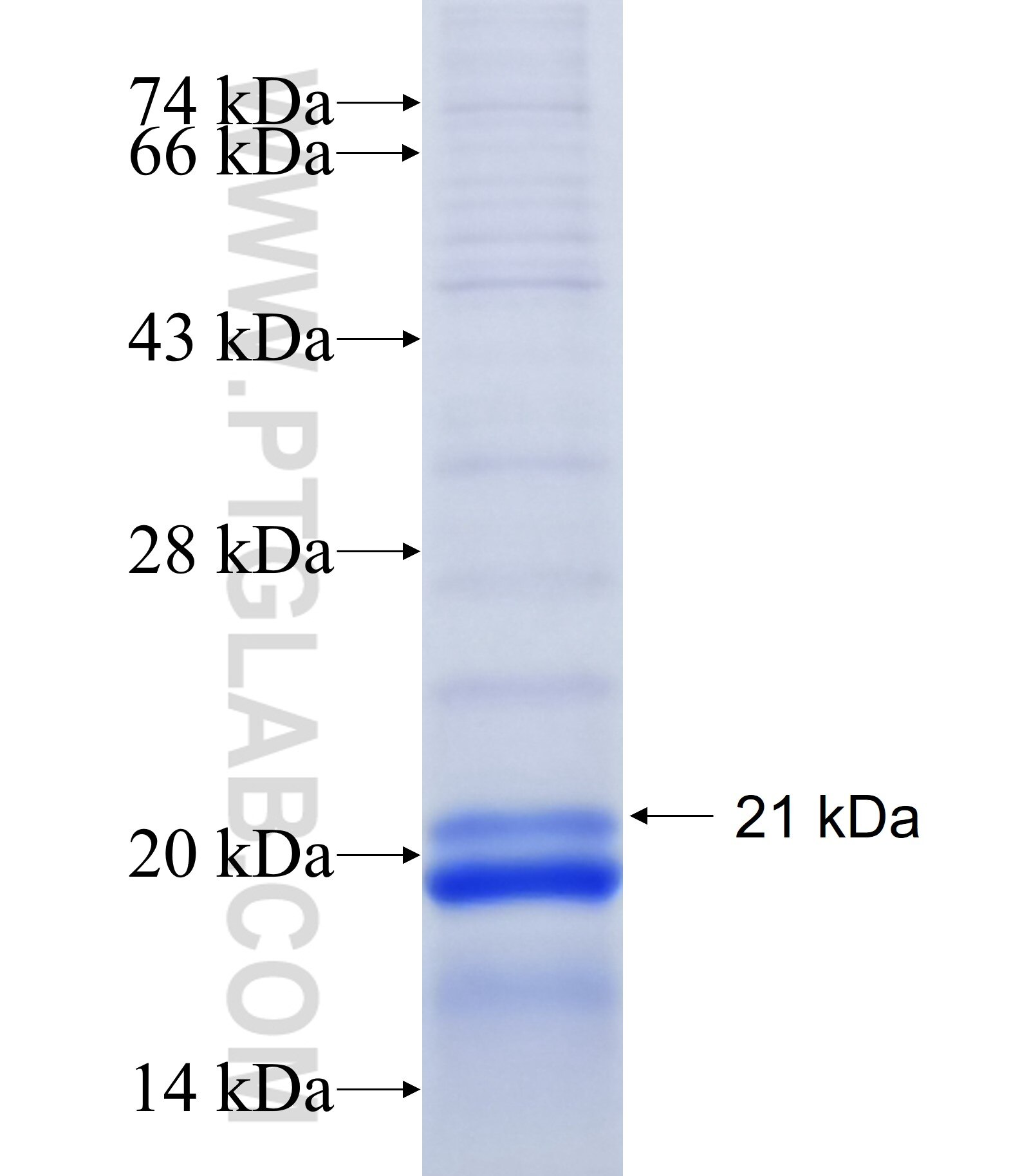 SPSB2 fusion protein Ag16816 SDS-PAGE