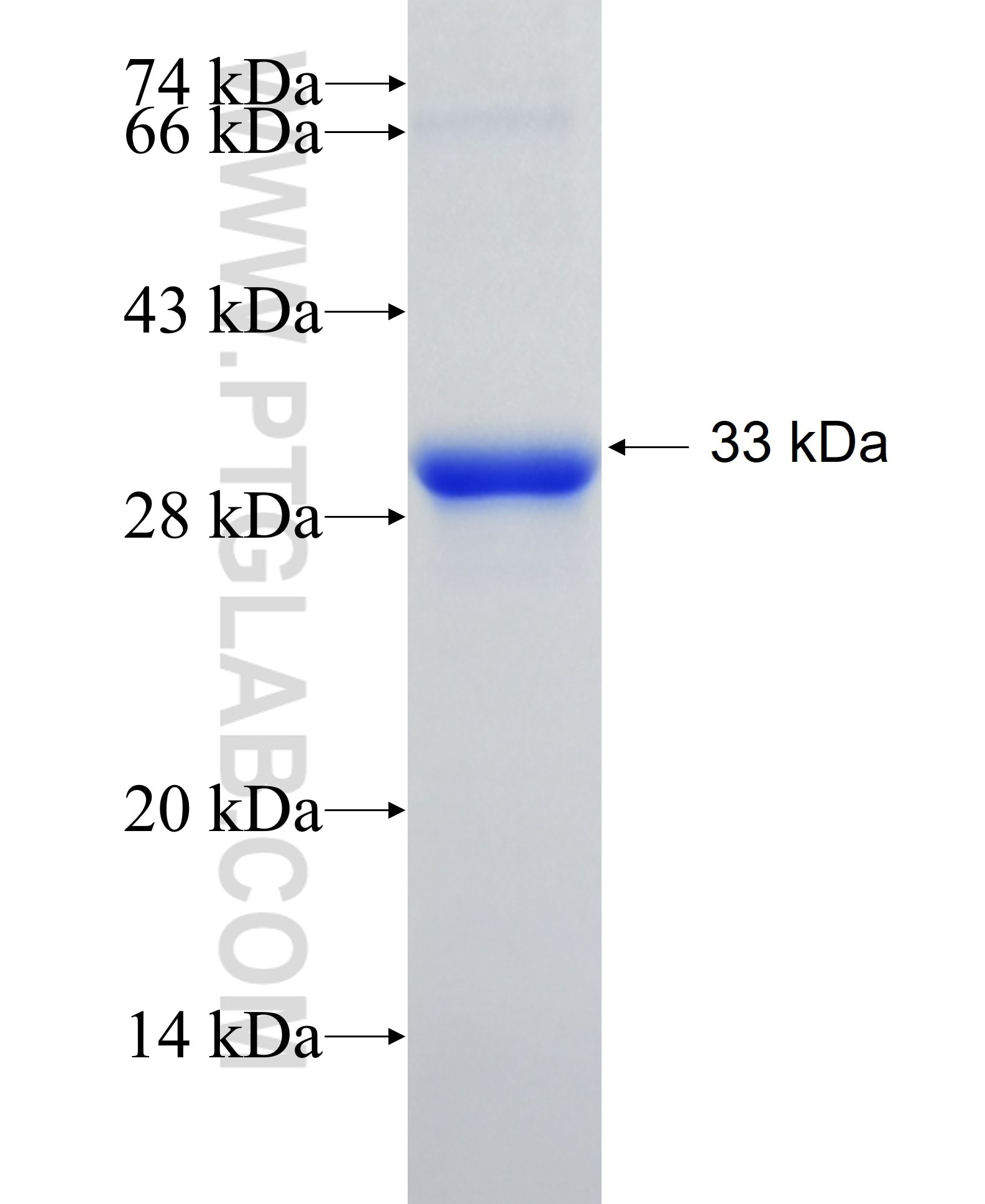 SPSB4 fusion protein Ag15063 SDS-PAGE