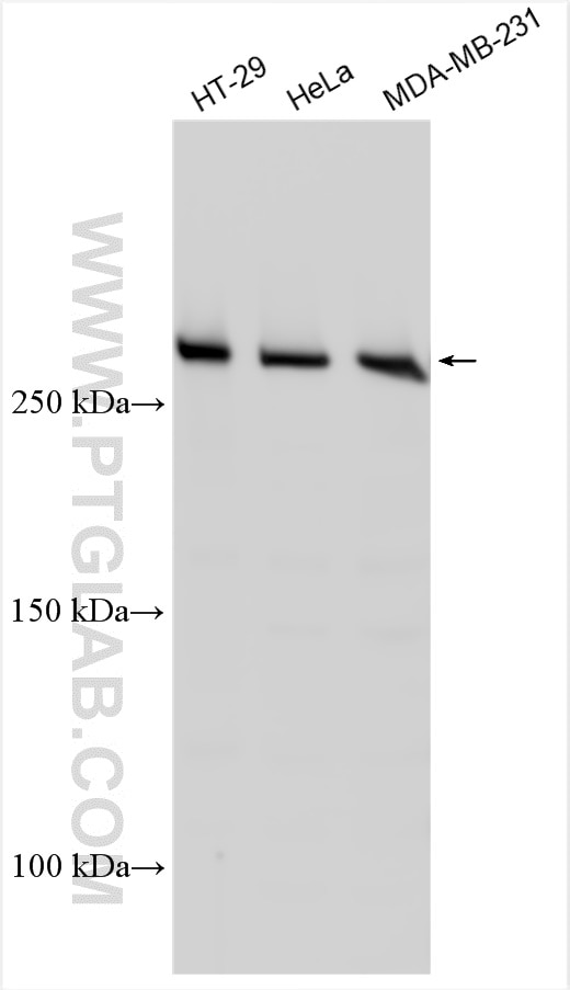 Western Blot (WB) analysis of various lysates using SPTAN1 Polyclonal antibody (31676-1-AP)
