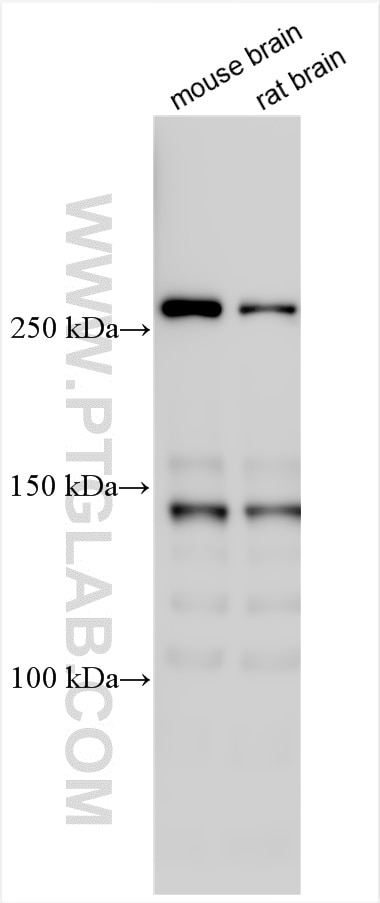 Western Blot (WB) analysis of various lysates using SPTAN1 Polyclonal antibody (31676-1-AP)