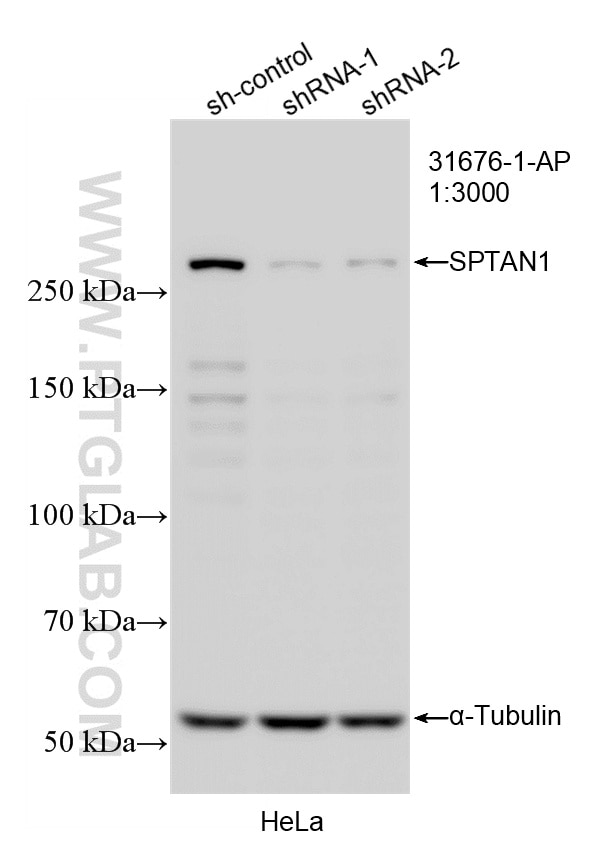 Western Blot (WB) analysis of HeLa cells using SPTAN1 Polyclonal antibody (31676-1-AP)