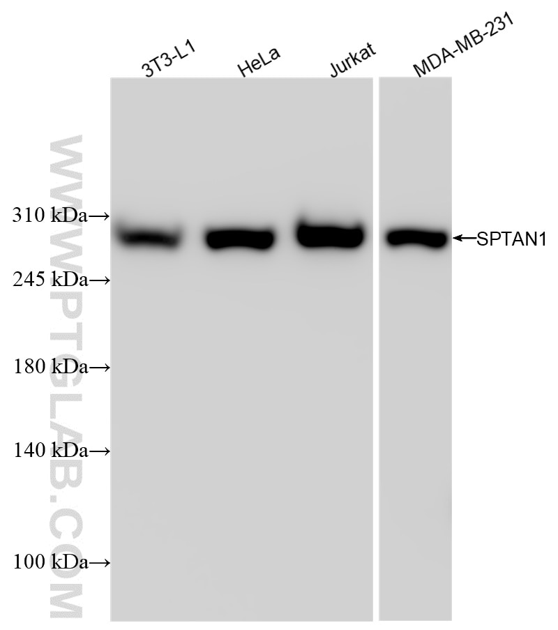 Western Blot (WB) analysis of various lysates using SPTAN1 Recombinant antibody (84761-2-RR)