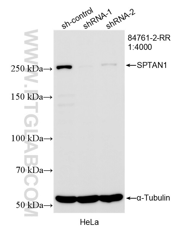 Western Blot (WB) analysis of HeLa cells using SPTAN1 Recombinant monoclonal antibody (84761-2-RR)