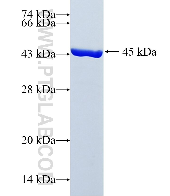SPTAN1 fusion protein Ag36472 SDS-PAGE