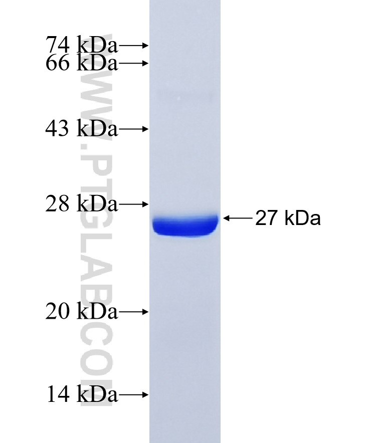 SPTAN1 fusion protein Ag36499 SDS-PAGE