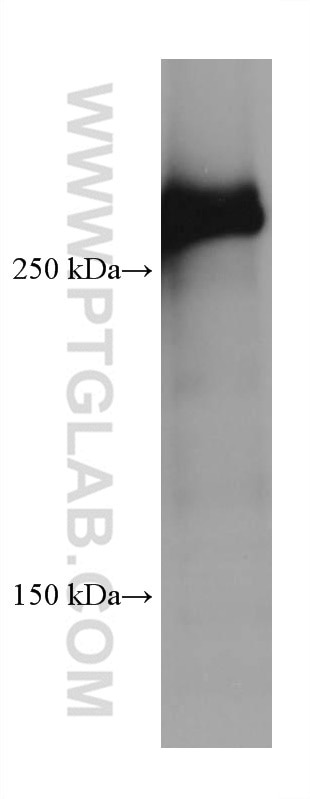 Western Blot (WB) analysis of mouse cerebellum tissue using SPTBN1 Monoclonal antibody (67978-1-Ig)