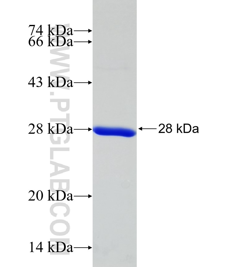 SPTBN1 fusion protein Ag31713 SDS-PAGE