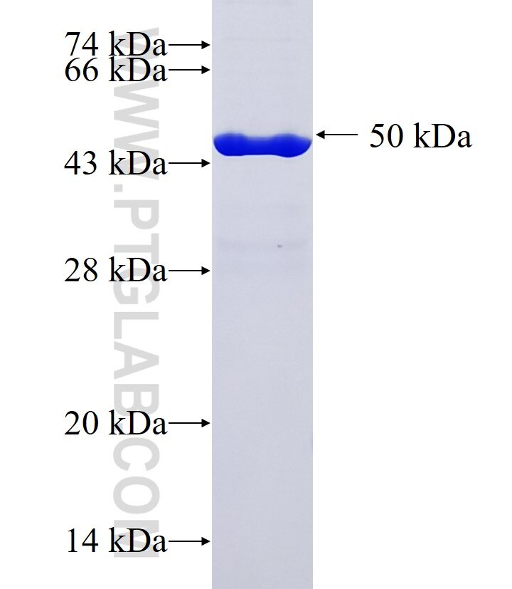 SPTBN5 fusion protein Ag37295 SDS-PAGE