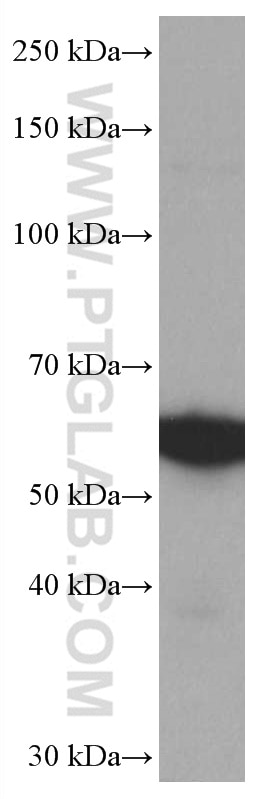 Western Blot (WB) analysis of HEK-293 cells using SPTLC1 Monoclonal antibody (66899-1-Ig)