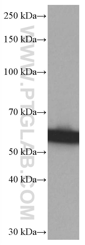 Western Blot (WB) analysis of HepG2 cells using SPTLC1 Monoclonal antibody (66899-1-Ig)