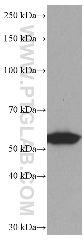 Western Blot (WB) analysis of RAW 264.7 cells using SPTLC1 Monoclonal antibody (66899-1-Ig)
