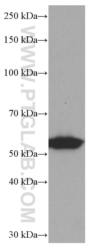 WB analysis of RAW 264.7 using 66899-1-Ig