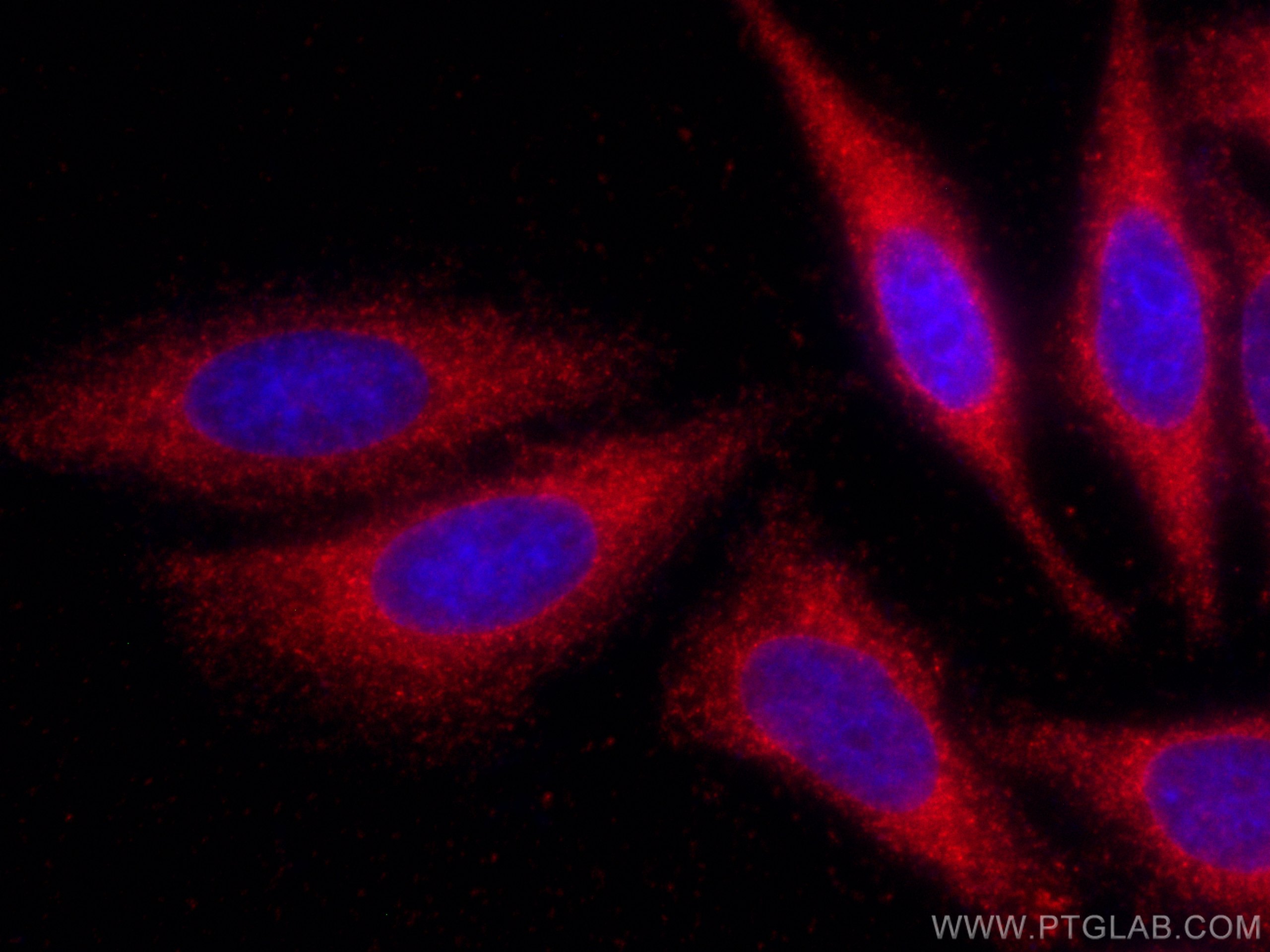 Immunofluorescence (IF) / fluorescent staining of HepG2 cells using CoraLite®594-conjugated SPTLC1 Monoclonal antibody (CL594-66899)