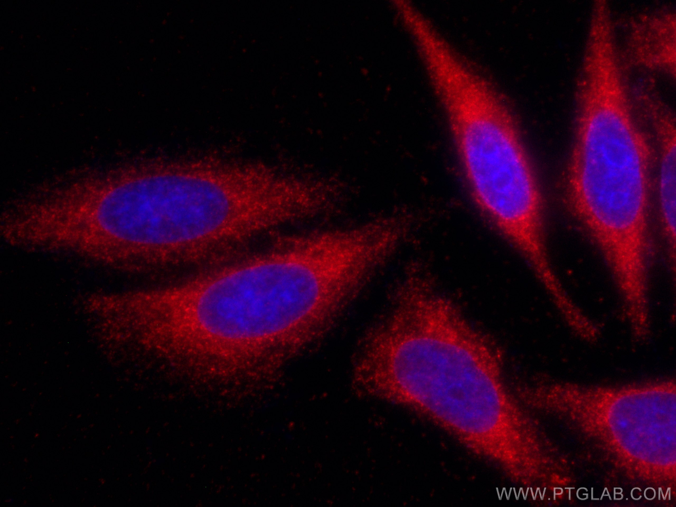 IF Staining of HepG2 using CL594-66899