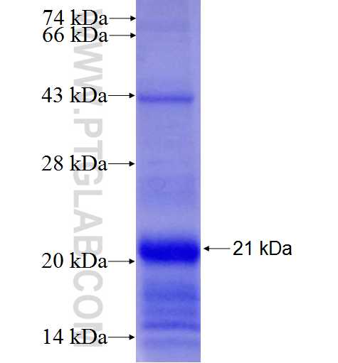 SPTLC1 fusion protein Ag7876 SDS-PAGE