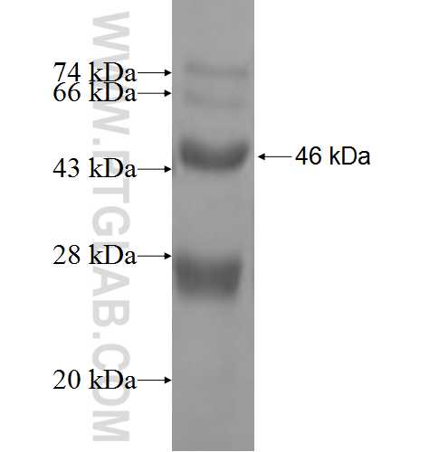 SPTLC3 fusion protein Ag9760 SDS-PAGE
