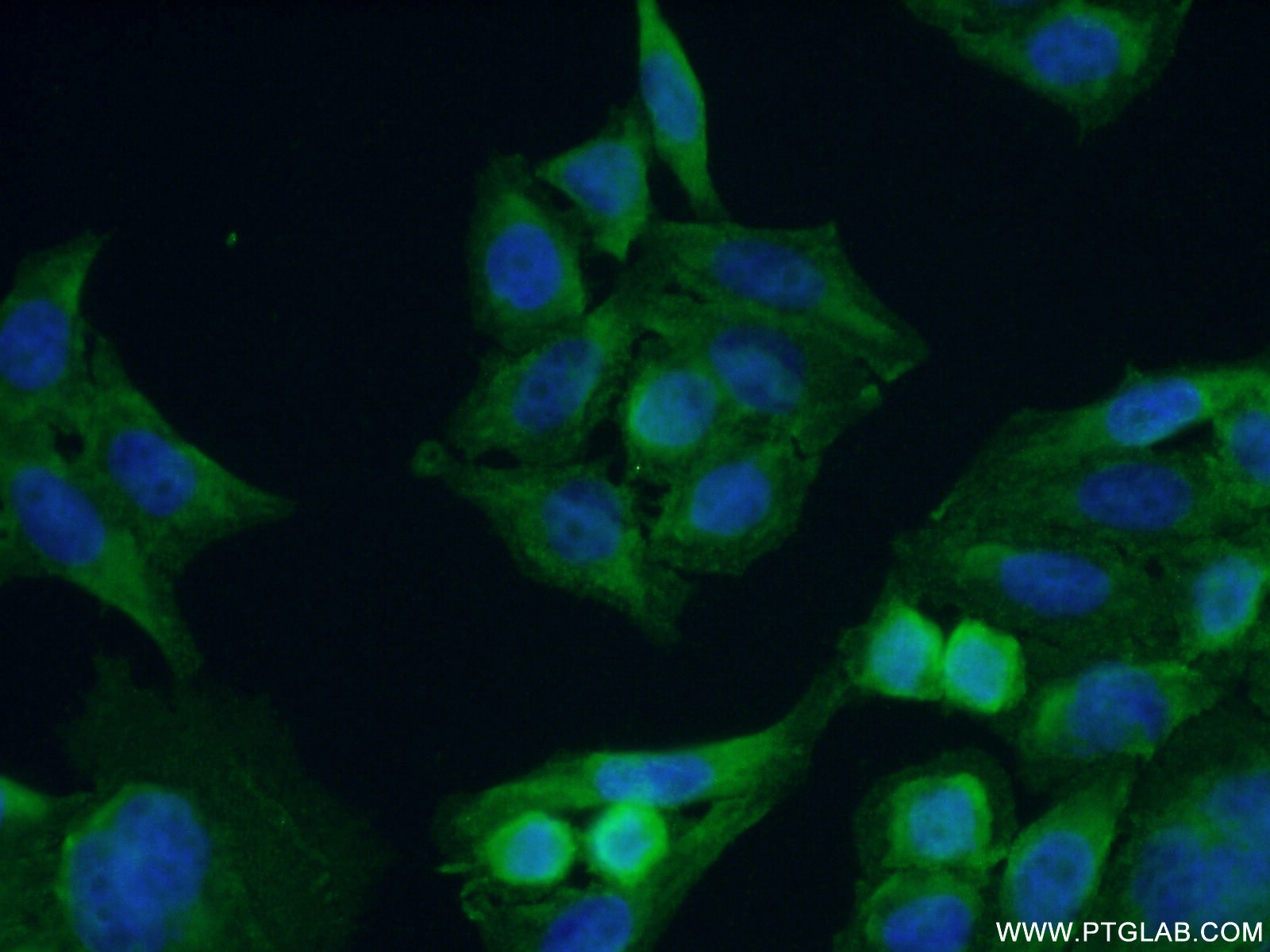 Immunofluorescence (IF) / fluorescent staining of PC-3 cells using SPZ1 Polyclonal antibody (18931-1-AP)