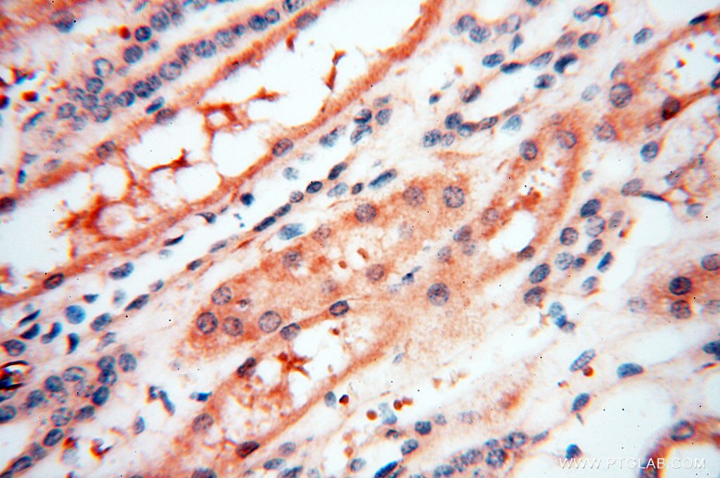 Immunohistochemistry (IHC) staining of human kidney tissue using SPZ1 Polyclonal antibody (18931-1-AP)
