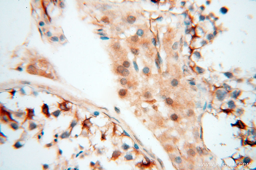 Immunohistochemistry (IHC) staining of human testis tissue using SPZ1 Polyclonal antibody (18931-1-AP)