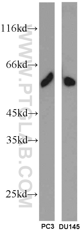 Western Blot (WB) analysis of PC-3 cells using SPZ1 Polyclonal antibody (18931-1-AP)