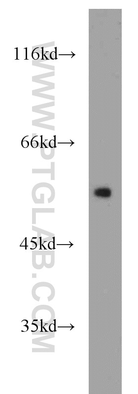 Western Blot (WB) analysis of DU 145 cells using SPZ1 Polyclonal antibody (18931-1-AP)