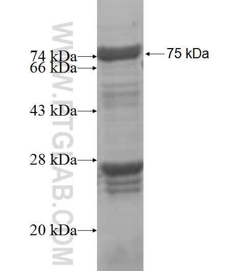 SPZ1 fusion protein Ag4463 SDS-PAGE