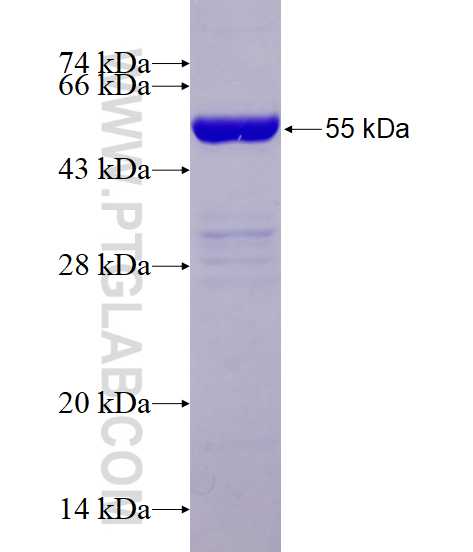SPZ1 fusion protein Ag6995 SDS-PAGE
