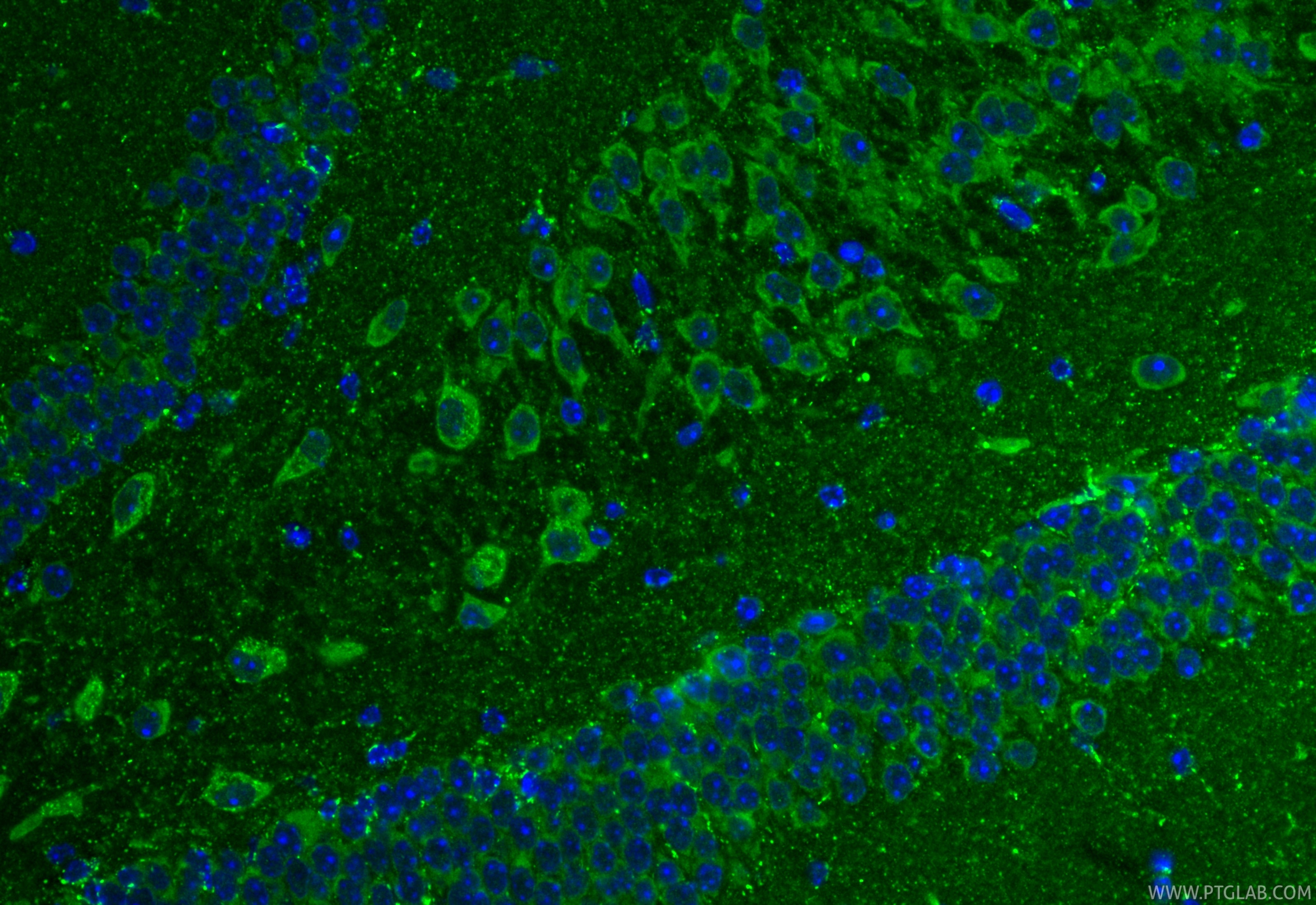 Immunofluorescence (IF) / fluorescent staining of mouse brain tissue using SQRDL Polyclonal antibody (17256-1-AP)