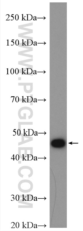 Western Blot (WB) analysis of HepG2 cells using SQRDL Polyclonal antibody (17256-1-AP)