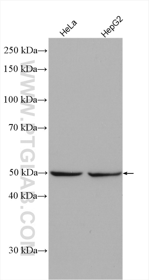 Western Blot (WB) analysis of various lysates using SQRDL Polyclonal antibody (17256-1-AP)