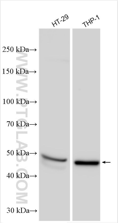 Western Blot (WB) analysis of various lysates using SQRDL Polyclonal antibody (17256-1-AP)