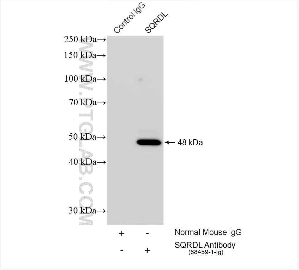 Immunoprecipitation (IP) experiment of HeLa cells using SQRDL Monoclonal antibody (68459-1-Ig)