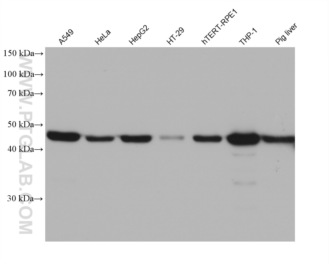 Western Blot (WB) analysis of various lysates using SQRDL Monoclonal antibody (68459-1-Ig)